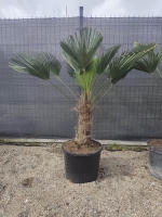 Trachycarpus Wagnerianus
